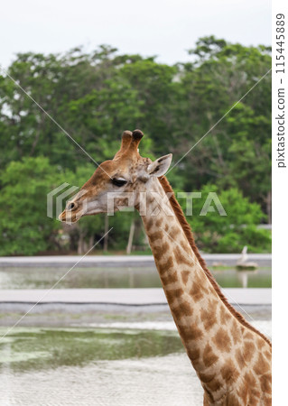 Close up head giraffe in the garden Close up head giraffe in the garden 115445889