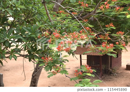 Peacock tree flower Peacock tree flower 115445890