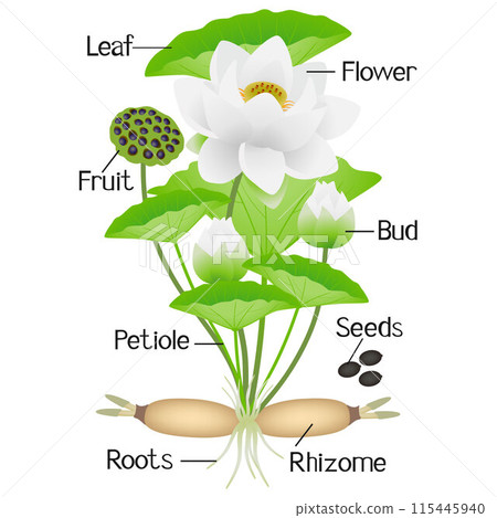 Parts of lotus plant on a white background. 115445940