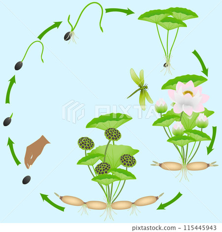 Life cycle of lotus plant on a blue background. 115445943