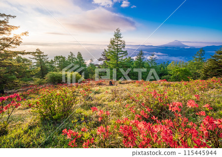 (Yamanashi Prefecture) Rengetsutsuji on Mt. Amari and the sea of clouds over Mt. Fuji at dawn (Yamanashi Prefecture) Rengetsutsuji on Mt. Amari and the sea of clouds over Mt. Fuji at dawn 115445944