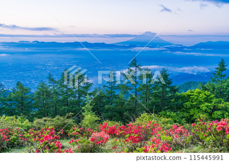 （山梨縣）黎明前的甘利蓮華杜鵑山和雲海富士山 115445991