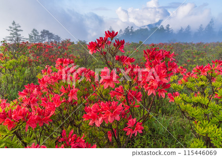 (Yamanashi Prefecture) Mt. Amari in the fog and Renge Azalea (Yamanashi Prefecture) Mt. Amari in the fog and Renge Azalea 115446069