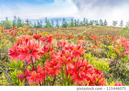 （山梨縣）雲霧繚繞的甘利山和蓮華杜鵑 115446075