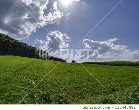 初夏的岩手縣雫石小岩井農場，陽光明媚 115446082