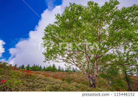 (Yamanashi Prefecture) Mount Amari with its beautiful fresh green birch 115446152
