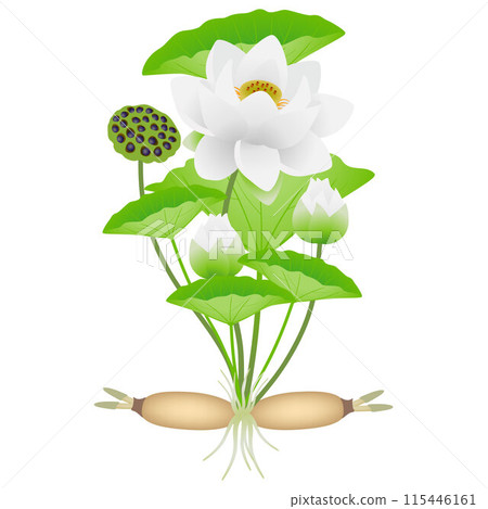 Lotus plant with roots of flowers and fruits. 115446161