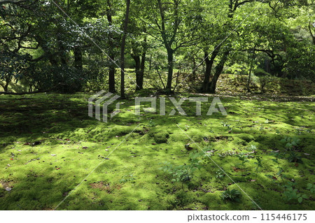京都修學院離宮 下離宮 苔蘚花園 115446175