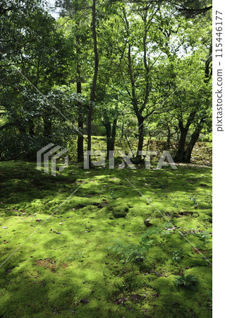 京都修學院離宮 下離宮 苔蘚花園 京都修學院離宮 下離宮 苔蘚花園 115446177