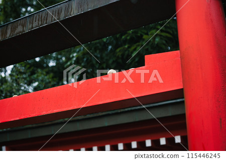 Shrine torii gate in the rain Shrine torii gate in the rain 115446245