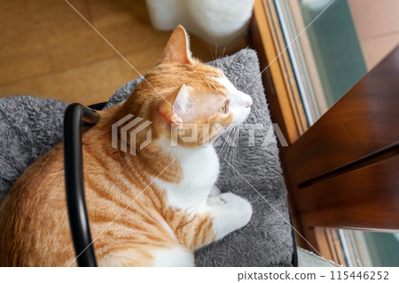 An orange and white tabby cat sits on a gray cushion looking out a window, mesmerized by the view outside. Cute funny red kitten 115446252