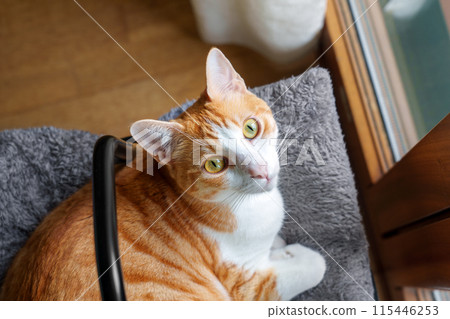 Looking up a cute ginger cat with big green eyes and orange fur lying on his fluffy bed with a comfy pillow. Top view Looking up a cute ginger cat with big green eyes and orange fur lying on his fluffy bed with a comfy pillow. Top view 115446253