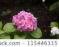 Hydrangea 115446315