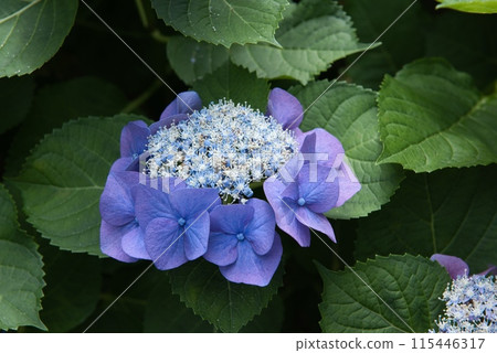 Hydrangea 115446317