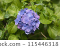 Hydrangea 115446318