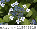 Hydrangea 115446319
