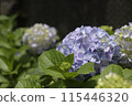 Hydrangea 115446320