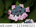 Hydrangea 115446321
