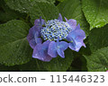 Hydrangea 115446323