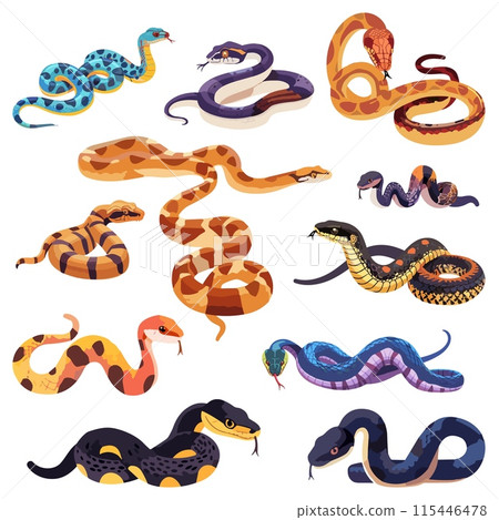 Snake types set. Reptiles crawling animals python taipan rattlesnake. Dangerous wild animals, venomous snakes vector clipart 115446478