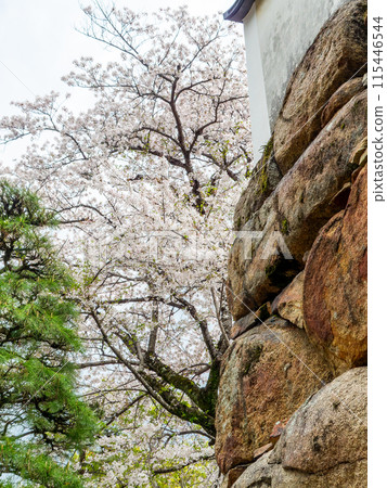 A view of Okayama Castle's powerful stone walls A view of Okayama Castle's powerful stone walls 115446544