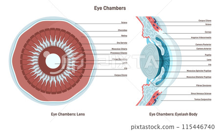 Human eye anatomy. Vision eyeball front segment close up cross section anatomical structure. Healthy vision organ. Flat vector illustration Human eye anatomy. Vision eyeball front segment close up cross section anatomical structure. Healthy vision organ. Flat vector illustration 115446740