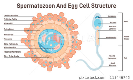 Female egg cell and sperm cell structure. Ovum and spermatozoon cross section diagram, reproductive system and reproduction studying. Flat vector illustration 115446745