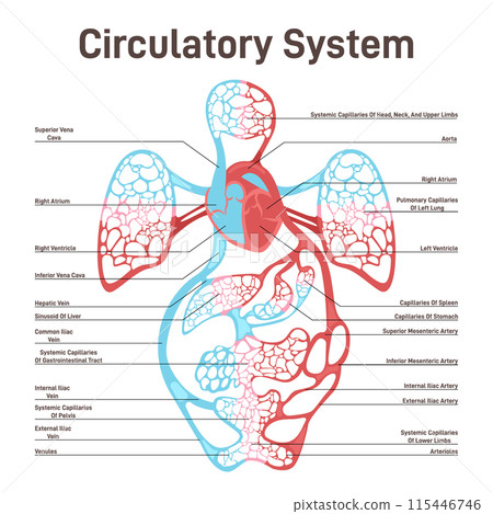 Blood circulatory system of human body. Large and small circle of blood, heart pumping to all other organs and major arteries and veins mechanism. Flat vector illustration 115446746