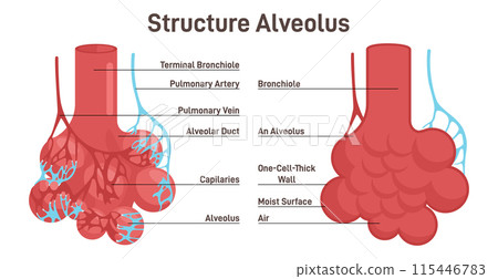 Alveolus structure. Respiratory membrane of alveoli, oxygen and carbon dioxide exchange between alveoli and capillaries, external respiration mechanism. Flat vector illustration 115446783