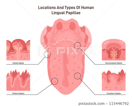 Human tongue papillae types and structure. Muscular organ taste receptors of the tongue. Part of the digestive system. Flat vector illustration 115446792