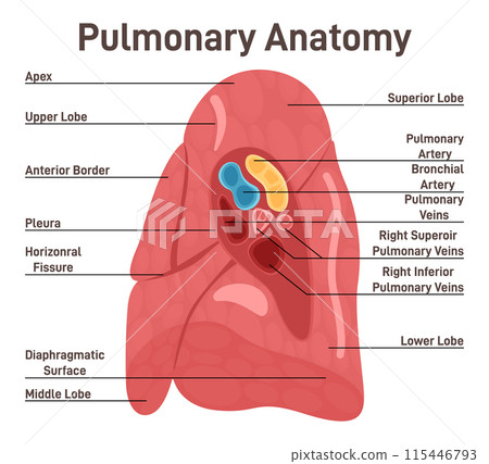 Lungs anatomy. Respiratory system main organ structure. Anatomy of human body, respiratory system studying. Flat vector illustration. 115446793