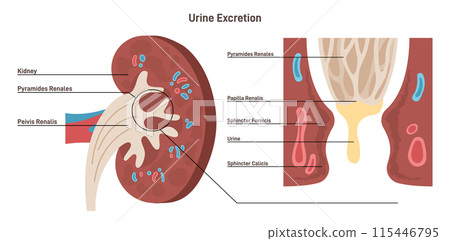 Excretion process. Urinary system function. Kidney cross section anatomy and filtering system. Excretory system studying. Flat vector illustration 115446795
