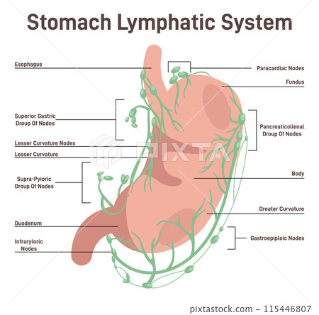Lymphatic drainage of the stomach. Fluid exchange, body defense from infection and disease. Anatomical banner of human lymphatic system with descriptions. Flat vector illustration Lymphatic drainage of the stomach. Fluid exchange, body defense from infection and disease. Anatomical banner of human lymphatic system with descriptions. Flat vector illustration 115446807