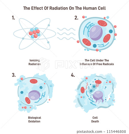 Cell death from ionizing radiation. Free radicals damage a cell structure causing it's destruction. Flat vector illustration Cell death from ionizing radiation. Free radicals damage a cell structure causing it's destruction. Flat vector illustration 115446808