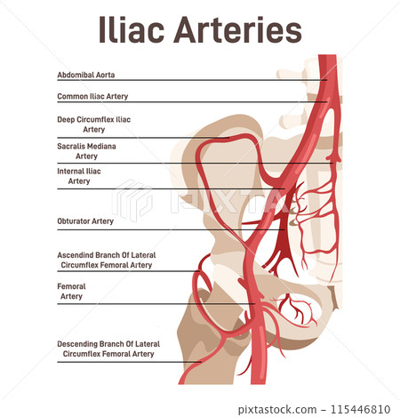 Iliac arteries. The main veins and arteries of the lower body, blood vessels that provide blood to the legs, pelvis and reproductive organs. Flat vector illustration Iliac arteries. The main veins and arteries of the lower body, blood vessels that provide blood to the legs, pelvis and reproductive organs. Flat vector illustration 115446810