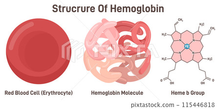 Hemoglobin molecule structure. Iron-containing oxygen-transport metalloprotein in the red blood cell, combination of iron and the protein globin. Heme b group formula. Flat vector illustration 115446818