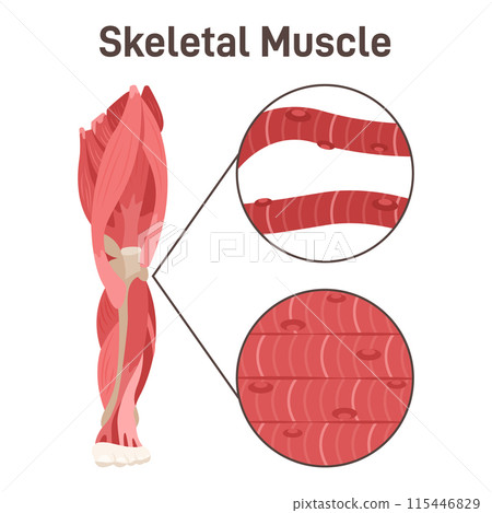 Skeletal muscle structure. Leg muscle anatomy. Didactic scheme of anatomy of human muscular system. Voluntary control cells. Flat vector illustration 115446829