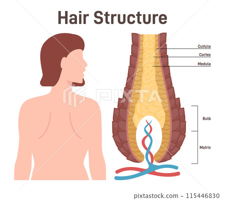 Hair structure. Cross section of the human hair with dermal papilla, follicle and blood flow. Hair bulb scheme with membrane matrix. Flat vector illustration 115446830
