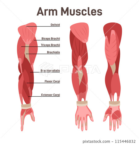 Arm muscle set. Didactic scheme of anatomy of human muscular system. Arm and shoulder muscle scheme. Biceps, triceps brachii, brachialis, coracobrachialis, and the anconeus. Flat vector illustration 115446832