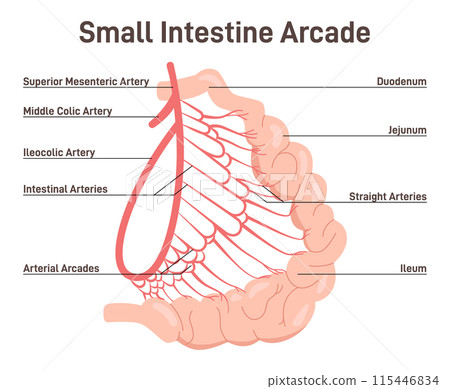 Small intestine blood supply. Artery and veins of the bowl. Structure of colon, human digestive system studying. Flat vector illustration Small intestine blood supply. Artery and veins of the bowl. Structure of colon, human digestive system studying. Flat vector illustration 115446834