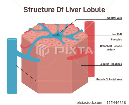 Liver lobule structure. Hexagonal shaped part of human internal organ. Branch of portal vein and hepatic artery. Flat vector illustration Liver lobule structure. Hexagonal shaped part of human internal organ. Branch of portal vein and hepatic artery. Flat vector illustration 115446838