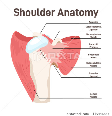Shoulder muscles. Didactic scheme of anatomy of human muscular system. Labeled inner skeleton and muscle structure scheme. Thoracoappendicular muscles. Flat vector illustration Shoulder muscles. Didactic scheme of anatomy of human muscular system. Labeled inner skeleton and muscle structure scheme. Thoracoappendicular muscles. Flat vector illustration 115446854