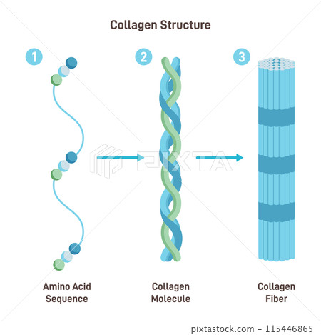 Collagen structure. Amino acid sequence chain form three polypeptides coil to form tropocollagen. Tropocollagen bind together to form a fibril. Fibrils bind together form a collagen fibre. Flat vector Collagen structure. Amino acid sequence chain form three polypeptides coil to form tropocollagen. Tropocollagen bind together to form a fibril. Fibrils bind together form a collagen fibre. Flat vector 115446865