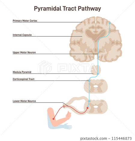 Pyramidal tract pathway. Somatic nervous system, voluntary control of the body and face muscles. Upper motor neurons differences in body muscle control. Flat vector illustration Pyramidal tract pathway. Somatic nervous system, voluntary control of the body and face muscles. Upper motor neurons differences in body muscle control. Flat vector illustration 115446873