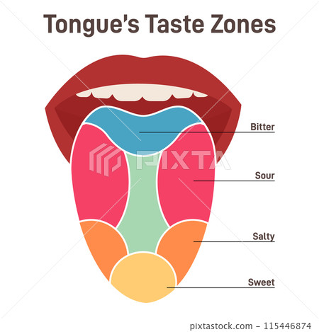 Human tongue. Muscular organ with papillae, taste receptors zones. Sweet, salty, sour, bitter. Part of the digestive system. Flat vector illustration Human tongue. Muscular organ with papillae, taste receptors zones. Sweet, salty, sour, bitter. Part of the digestive system. Flat vector illustration 115446874