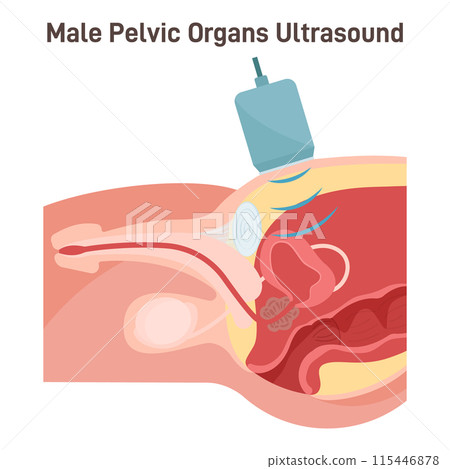 Ultrasound scanning. Male pelvic inner organs research. Urinary system disease diagnostic. Medical technology, high-frequency sound waves creating an image of the inside of the body. 115446878
