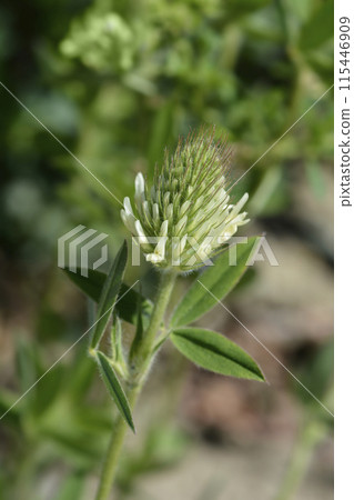 Hungarian clover Hungarian clover 115446909