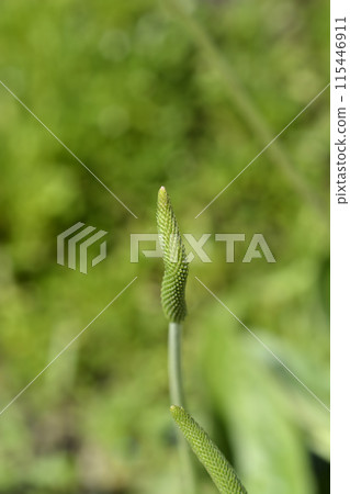 Hoary plantain 115446911