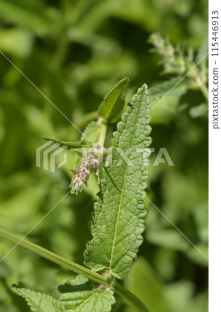 Common hedgenettle 115446913