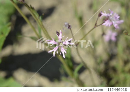 Ragged robin Ragged robin 115446918